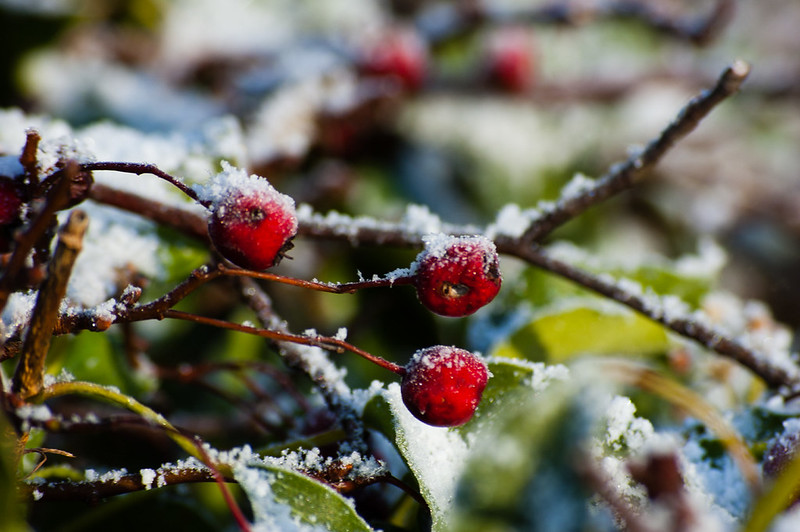 Haws after snowfall