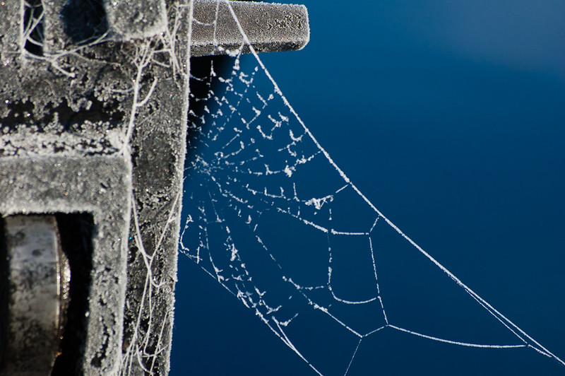 Frosted web