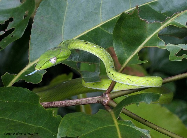 Ahaetulla nasuta (La Cépède, 1789) Green Vine Snake