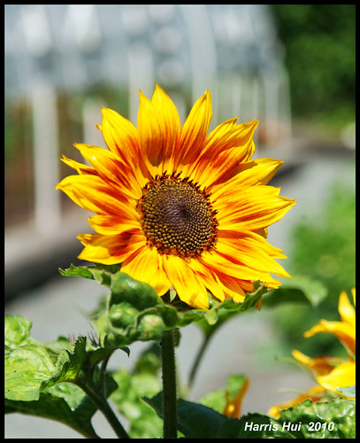 The Sun Flower - UBC Botanical Garden 6639e by Harris Hui (in search of light)