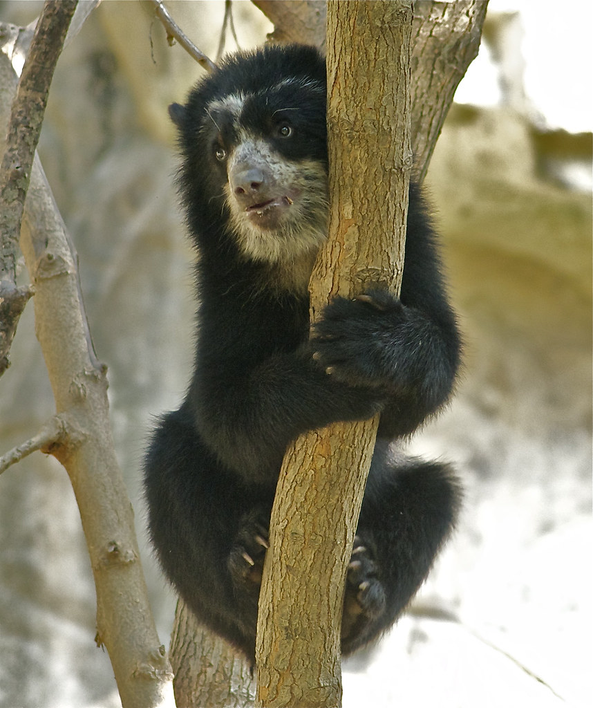 Tree hugger | Now this is a real tree hugger! :o) | ucumari photography |  Flickr