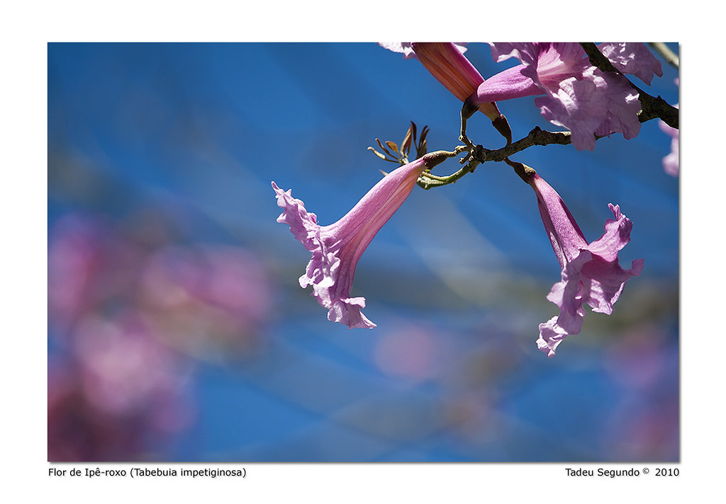Flor de Ipê-roxo (Tabebuia impetiginosa) | Árvore de porte m… | Flickr