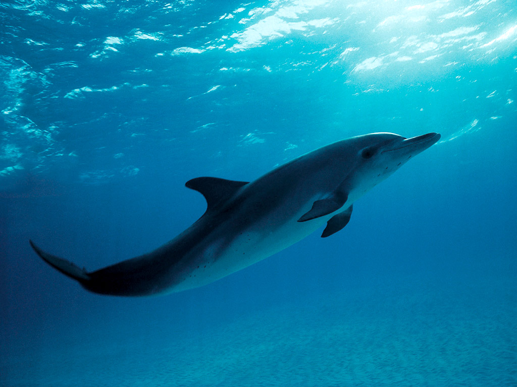Dolphind Atlantic Spotted Dolphin Stenella Plagiodon Sheilapic76 Flickr
