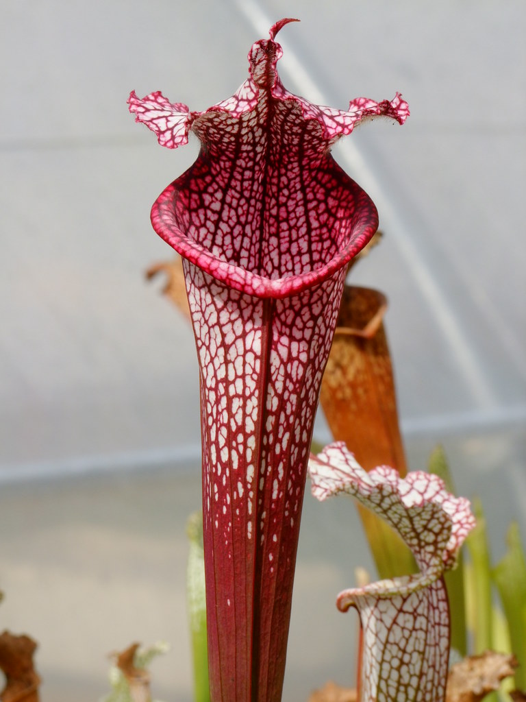 SL51 S. leucophylla -- Burgundy'Red & White, Phil Sheridan… | Flickr