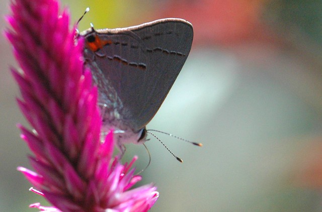 Gray Hairstreak Butterfly…With its Proboscis Extended and Feeding…… Strymon melinus