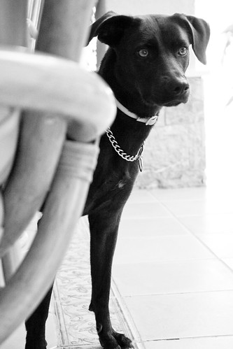 bw dog blancoynegro ava blackwhite blackdog
