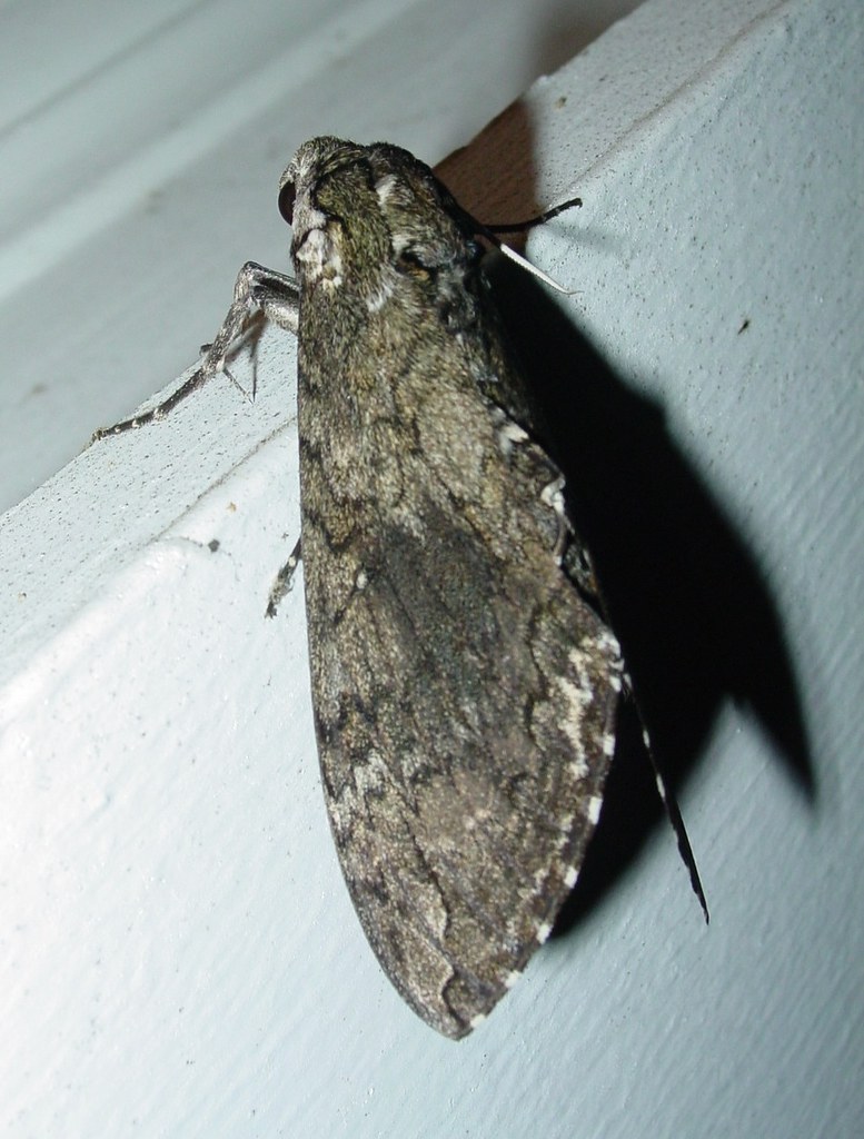 7775 Manduca sexta, Carolina Sphinx Moth 3, Clayton Co, GA… | Flickr