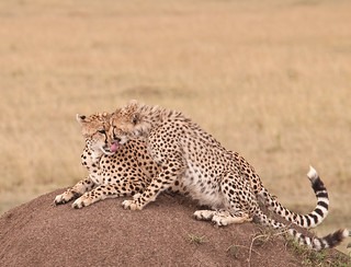 cheetahs grooming | by naomipics