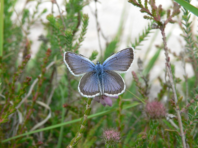 Silver-studded blue, Tadnoll Heath
