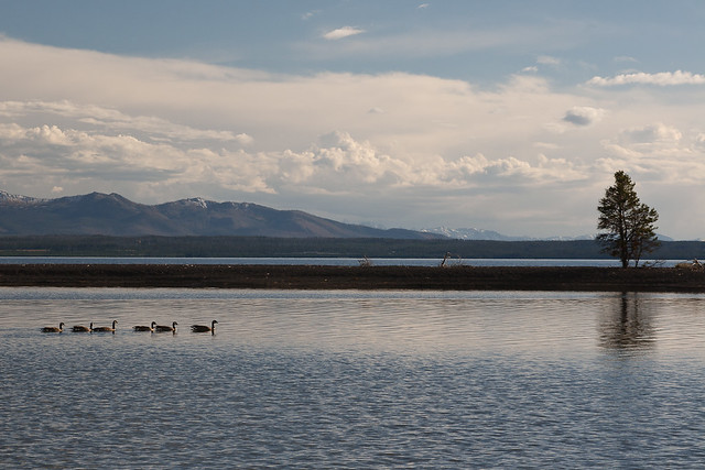 Ducks on Lake Yellowstone