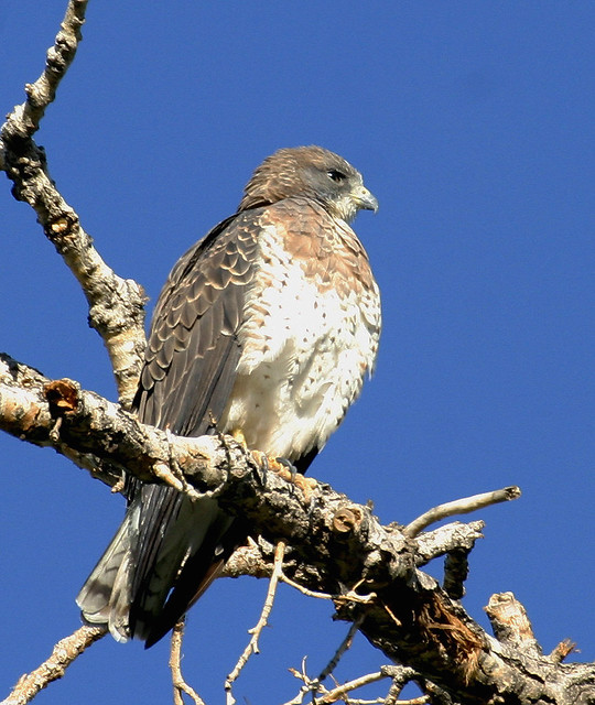 Swainson's Hawk (Buteo swainsoni); Rio Grande Nature Center, Albuquerque, NM [Lou Feltz]