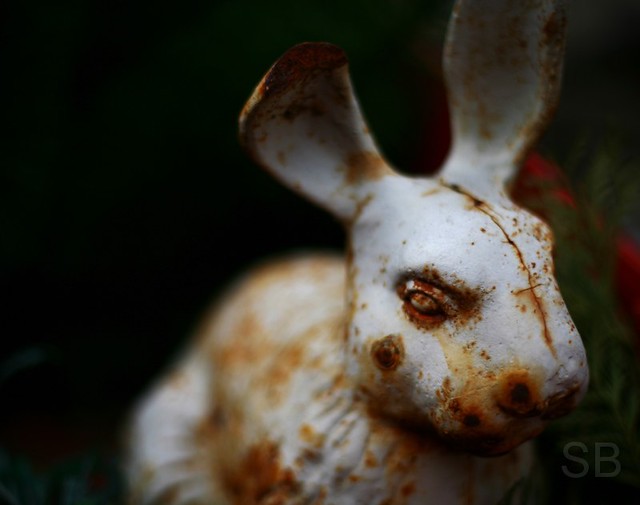 Rusty Coloured Rabbit white rusty rabbit | slowly turning orange | Studiobaker | Flickr