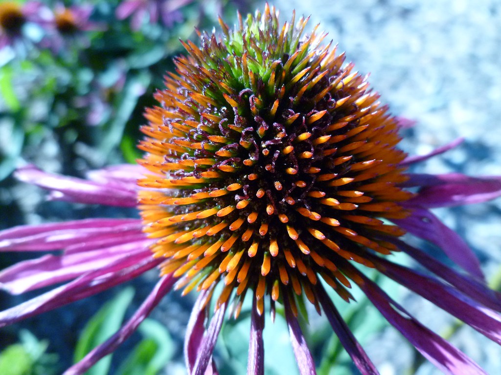 Echinacea purpurea Name Echinacea purpurea Family Astera… Flickr