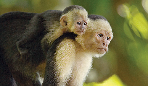 monkeys | by darkbluecricket