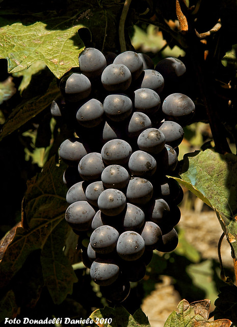 Stupenda uva Chiavennasca prossima alla vendemmia..