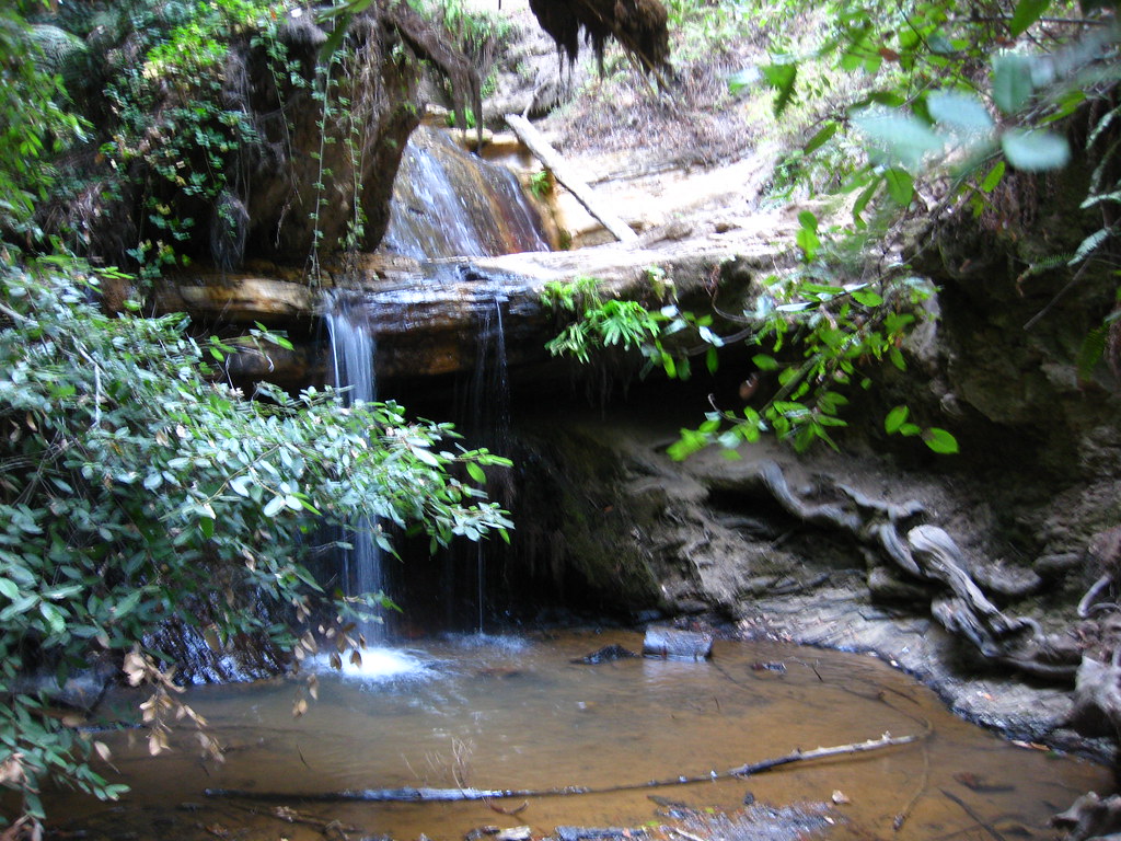 Big Basin/Berry Creek Falls