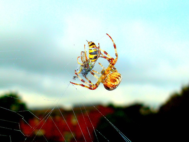 My spider having lunch!