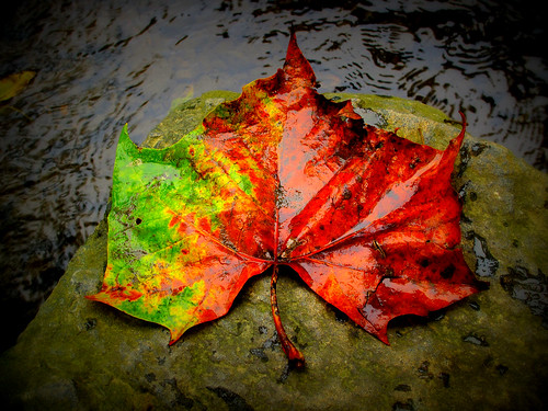 autumn wet colors leaf lomoish crimsonking norwaymaple ashlandnaturecenter orangefall redclaycreek acerplatenoides