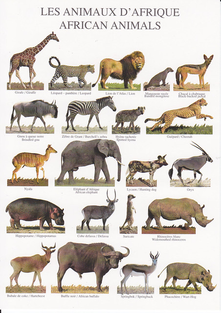 Nouvelles Images African Animals Postcard