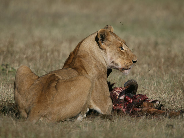Lion - Masai Mara Kenya