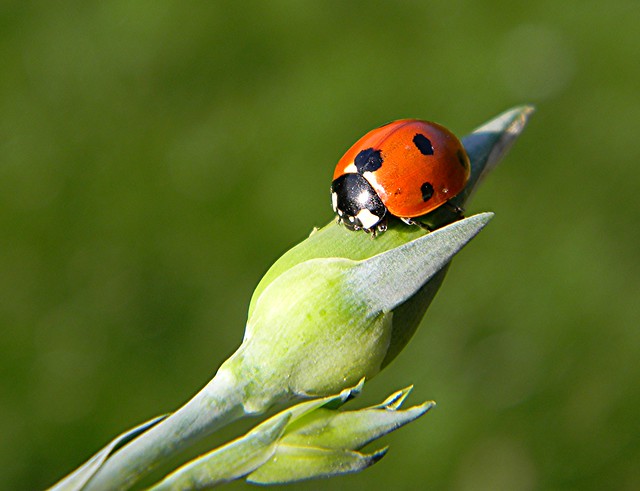 ladybird 019