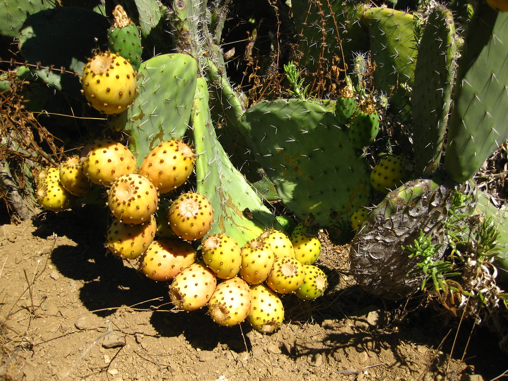 Big Sur, Bay Area Expeditions