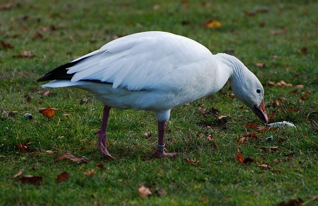 Snow Goose (Chen caerulescens)