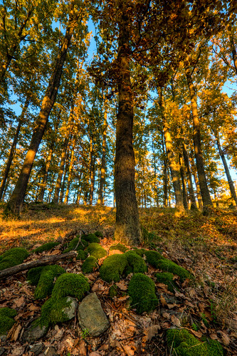 light sunset tree canon moss woods tripod sigma slovensko slovakia stary 1020mm strom haj mach 450d theodevil