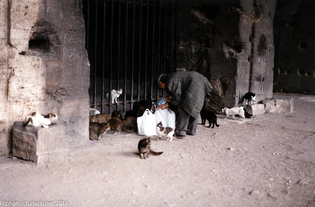 The Colosseum's cats
