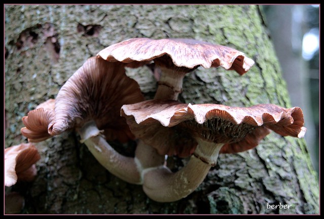 another mushroompicture....