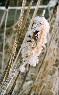 Frosted cattail | by SomewhatNorth...