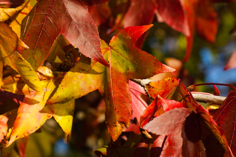 Maple (?)