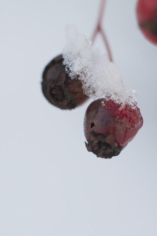 Berries and Snow