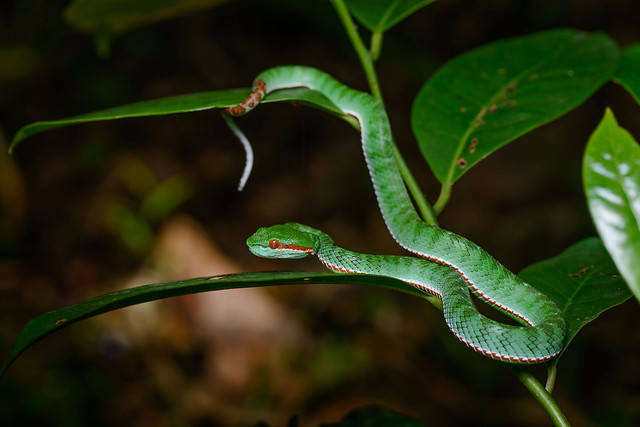 Trimeresurus popeiorum, Pope's pit viper (male, juvenile) - Kaeng Krachan National Park