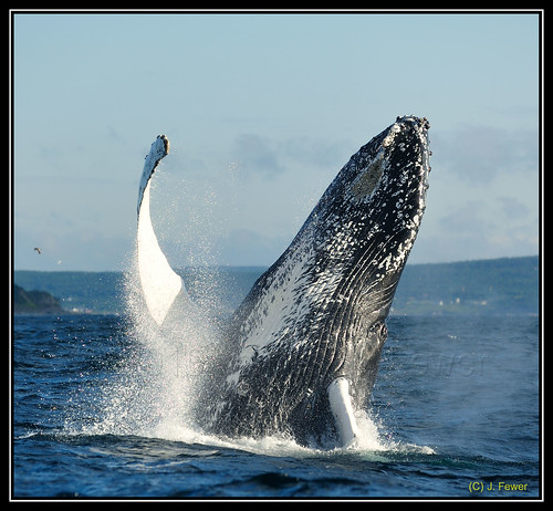 wet searchthebest atlantic humpback splash baleen ecotours whalebreach d700 explodingwhale jamesfewer pleasedonotcopywithoutpermission coldatlantic