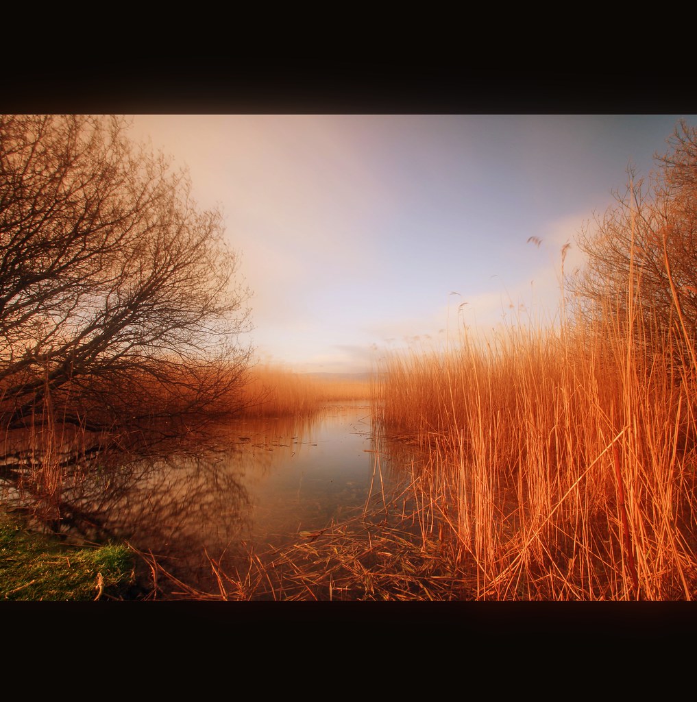 Reed View