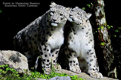 SNOW LEOPARD PAIR | by erixxson