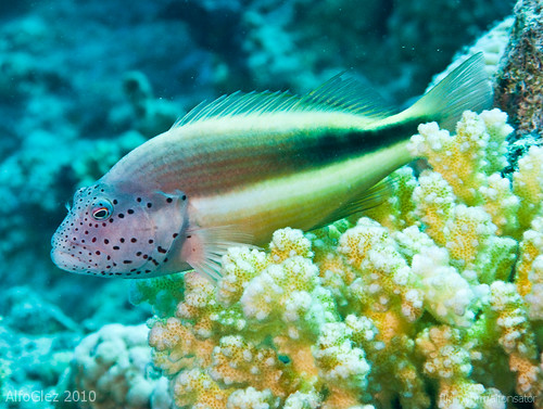 Blackside hawkfish (Tobia Arba'a, Red Sea) | Paracirrhites f… | Flickr