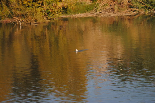 Mi primera foto con la nikon D3000 by Álvarin_bri, 