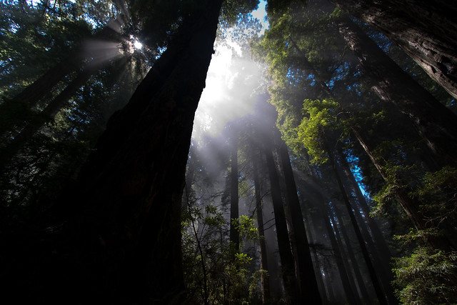 redwood np california