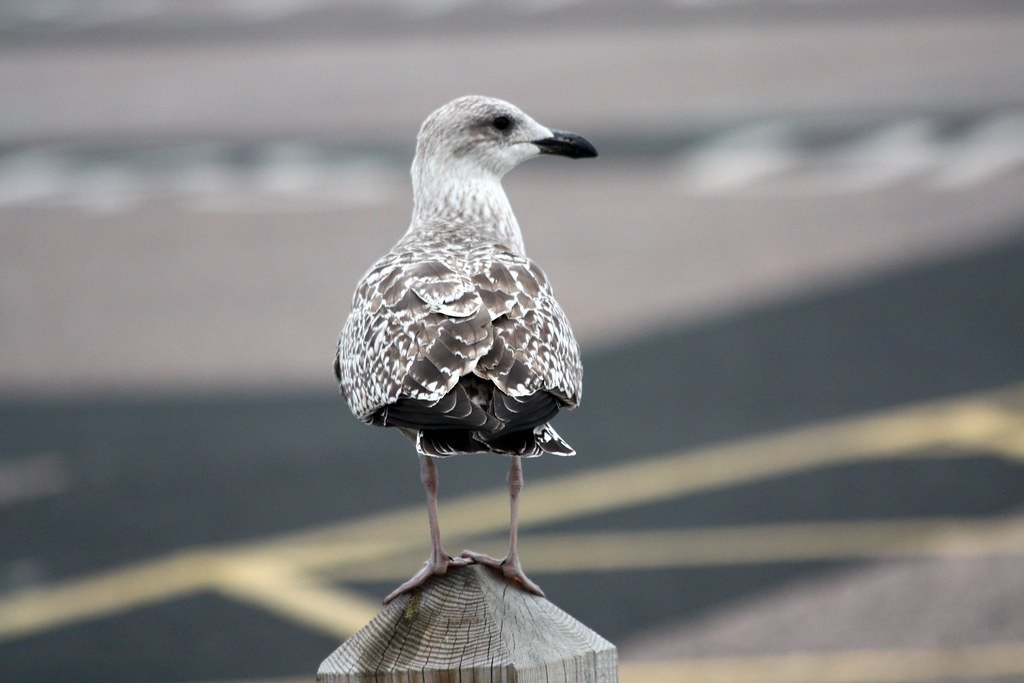 Herne Bay Seafront