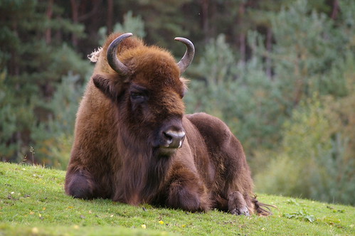 cairngorms day 2 019 | by Nicola Main