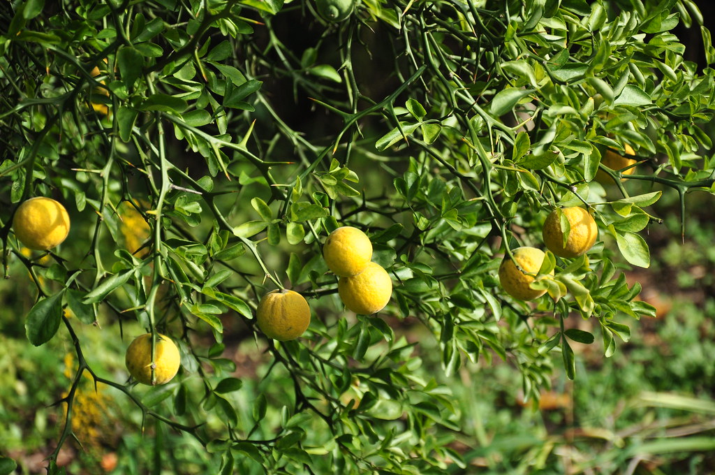 Reeves Reed Arboretum