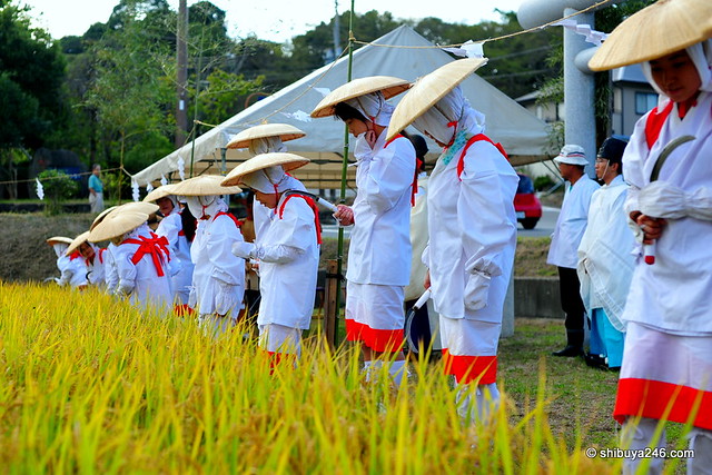Rice Harvest, Izanagi Jinja