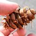 Flickr photo 'douglas fir cone - note the long bracts sticking out' by: Vilseskogen.