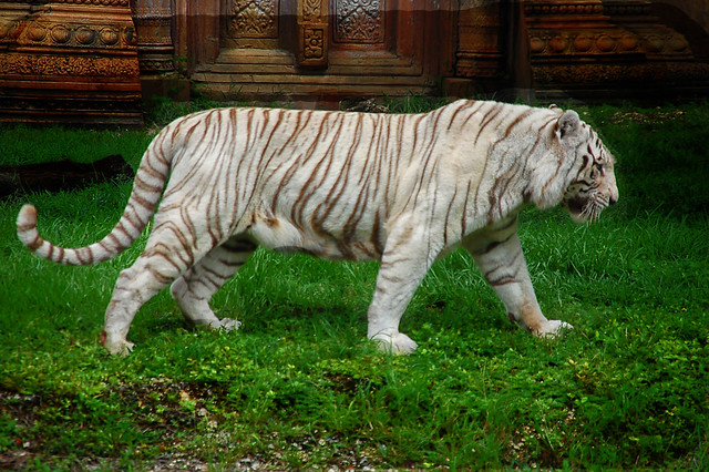 Tigre de Bengala albino