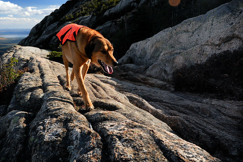 dog mountain happy mutt hiking sixwordstory newhampshire whitemountains rescuedog chocorua mtchocorua
