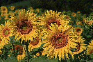 Sunflowers | .waldec | Flickr