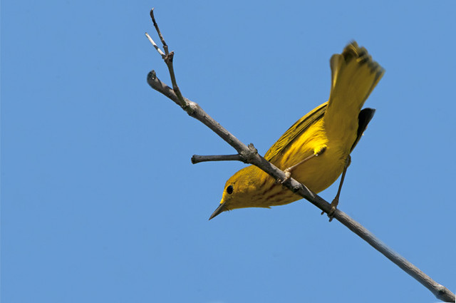 Canario de manglar macho / Dendroica petechia / Yellow Warbler