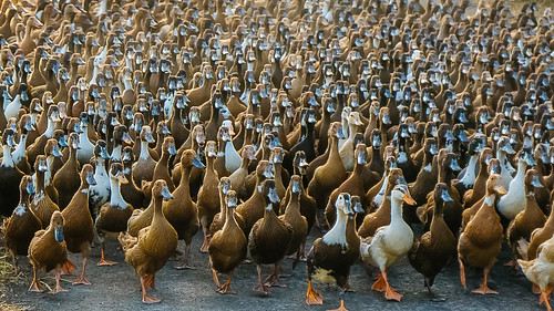 ducks bird duck fowl farm feather animals cute nature laguna philippines panasonic lumix lx100
